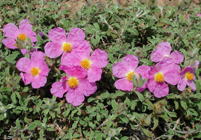 Cistus creticus