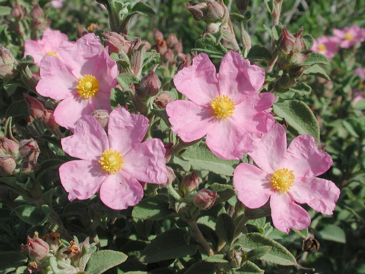 Cistus parviflorus