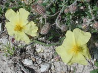 Helianthemum obtusifolium