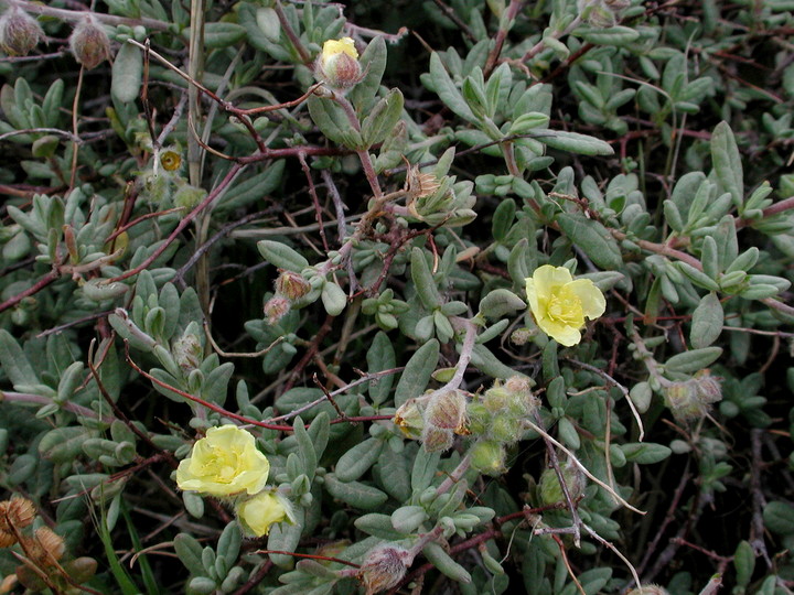 Helianthemum stipulatum