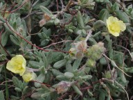 Helianthemum stipulatum