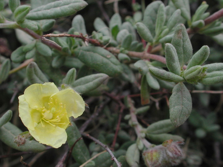 Helianthemum stipulatum