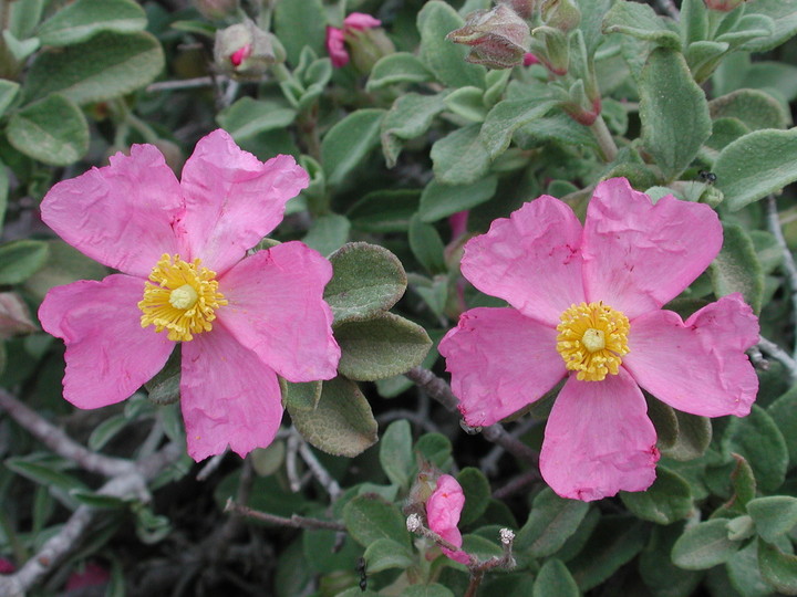 Cistus parviflorus