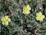 Helianthemum obtusifolium