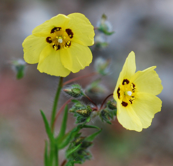 Tuberaria guttata