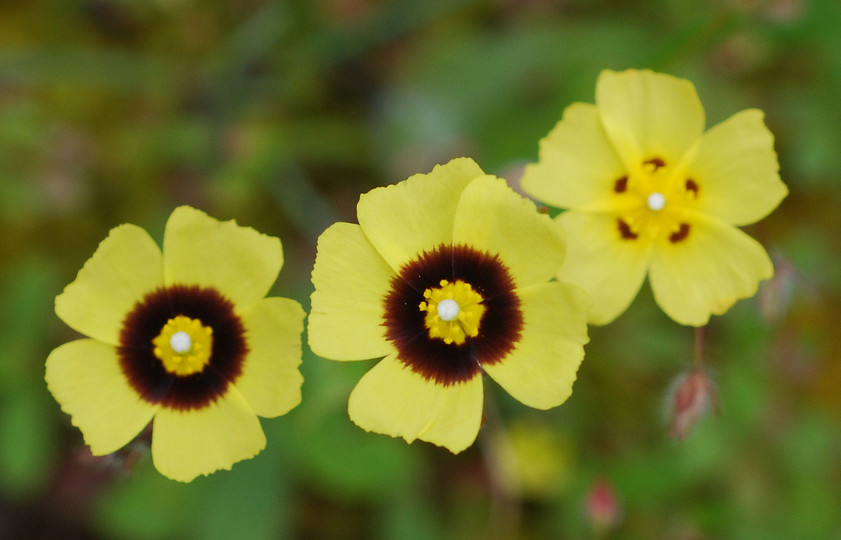 Tuberaria guttata