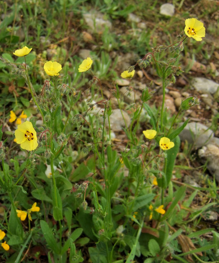 Tuberaria guttata