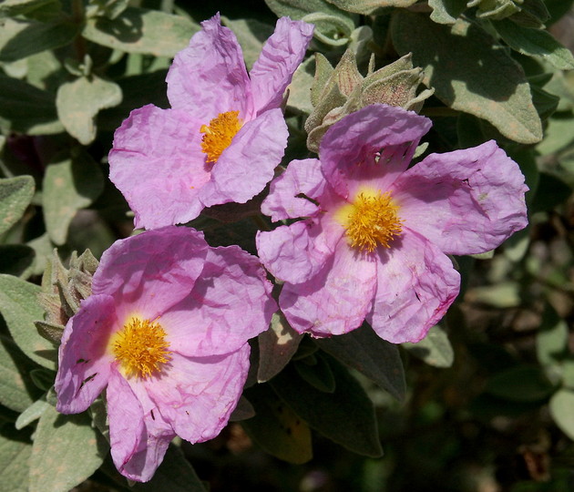 Cistus albidus