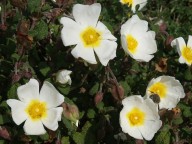 Cistus salviifolius