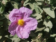 Cistus albidus