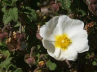 Cistus salviifolius