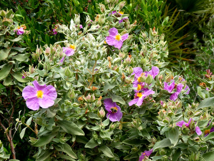 Cistus albidus