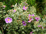 Cistus albidus