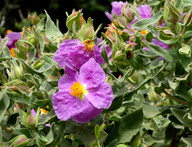 Cistus albidus