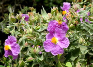 Cistus albidus