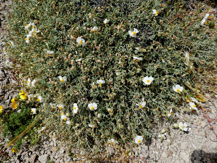 Helianthemum almeriense