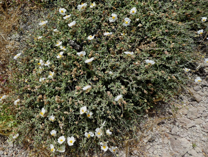 Helianthemum almeriense