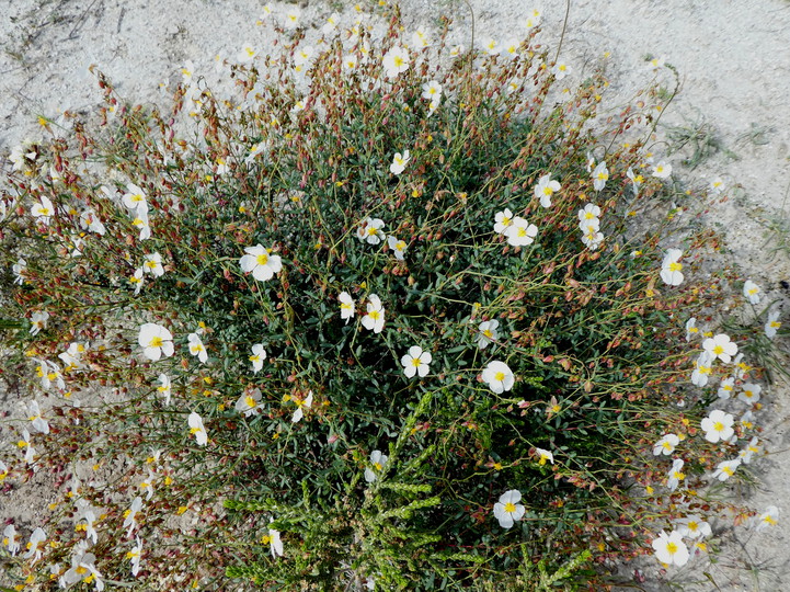 Helianthemum almeriense