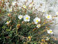 Helianthemum almeriense