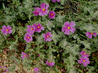 Cistus crispus