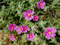 Cistus crispus