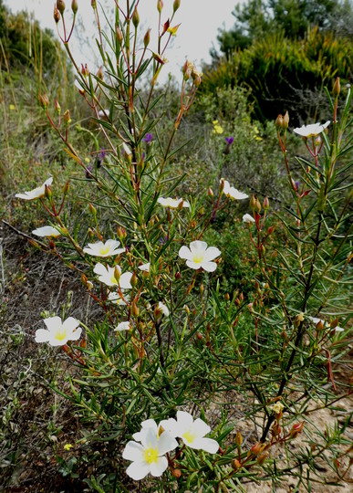 Cistus libanotis