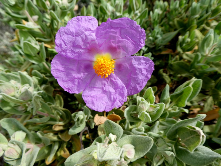 Cistus albidus