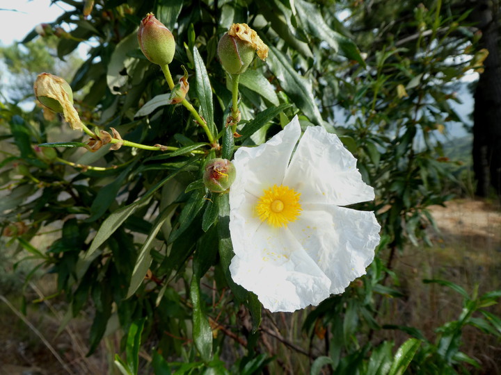 Cistus ladanifer