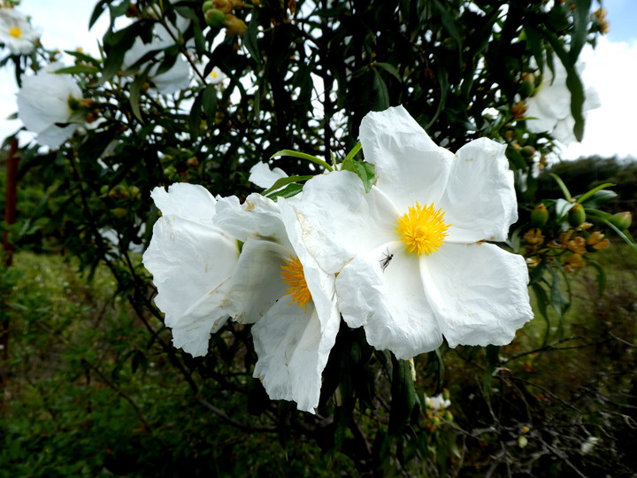 Cistus ladanifer