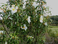 Cistus ladanifer