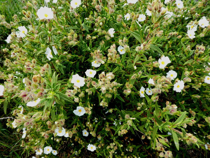 Cistus monspeliensis