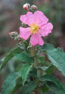 Cistus symphytifolius