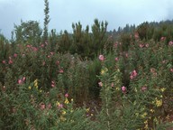 Cistus symphytifolius