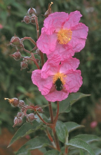 Cistus symphytifolius