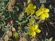 Helianthemum canariense