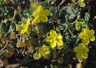 Helianthemum canariense