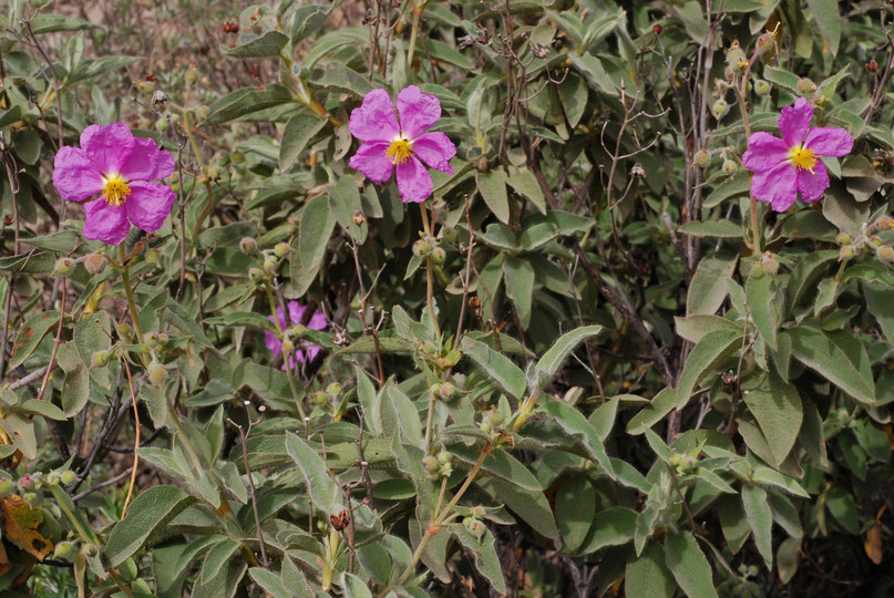 Cistus symphytifolius