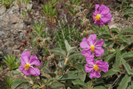 Cistus symphytifolius