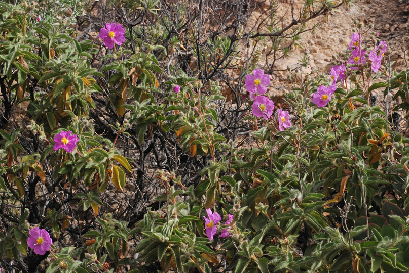 Cistus symphytifolius