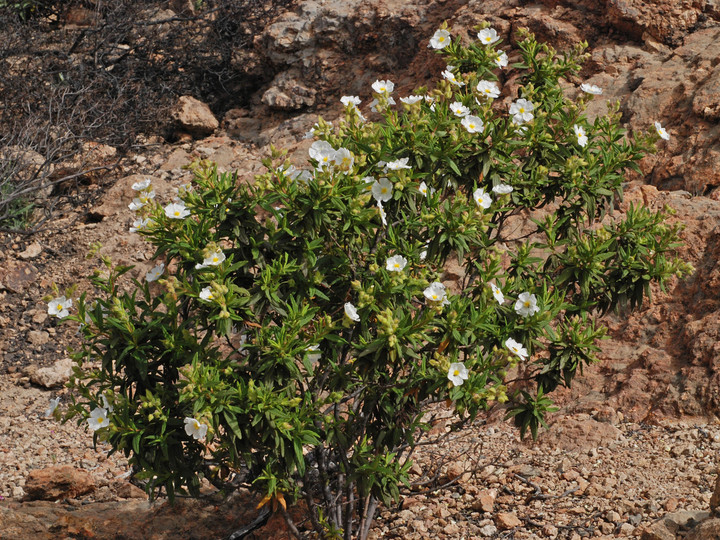 Cistus monspeliensis