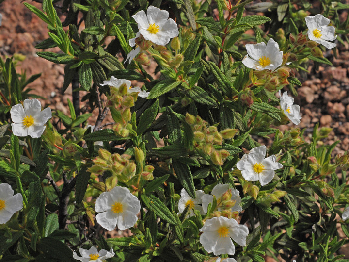 Cistus monspeliensis