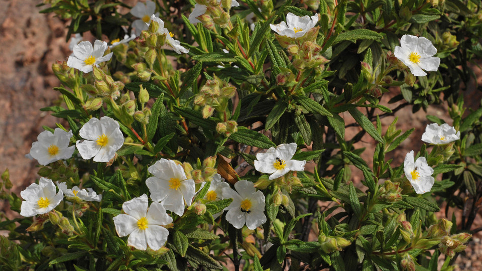 Cistus monspeliensis