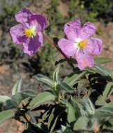 Cistus symphytifolius