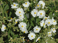 Cistus monspeliensis