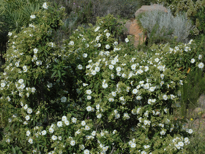 Cistus monspeliensis