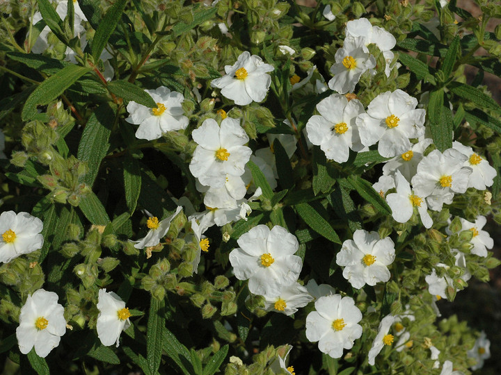 Cistus monspeliensis