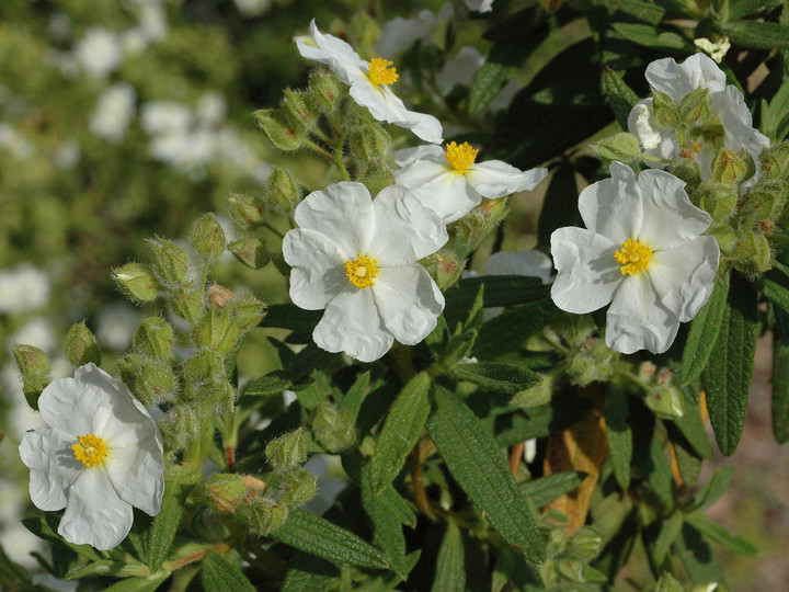 Cistus monspeliensis