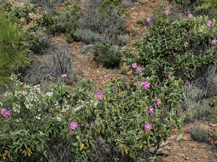 Cistus symphytifolius