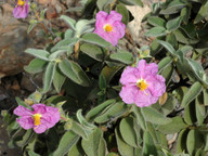 Cistus symphytifolius