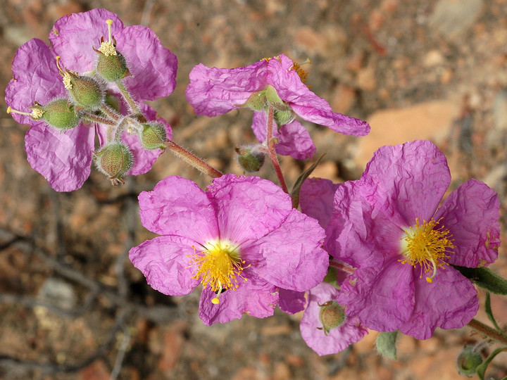 Cistus symphytifolius